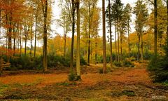 Goldener Herbst in Bayern 