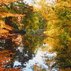 Goldener Herbst in Bonn