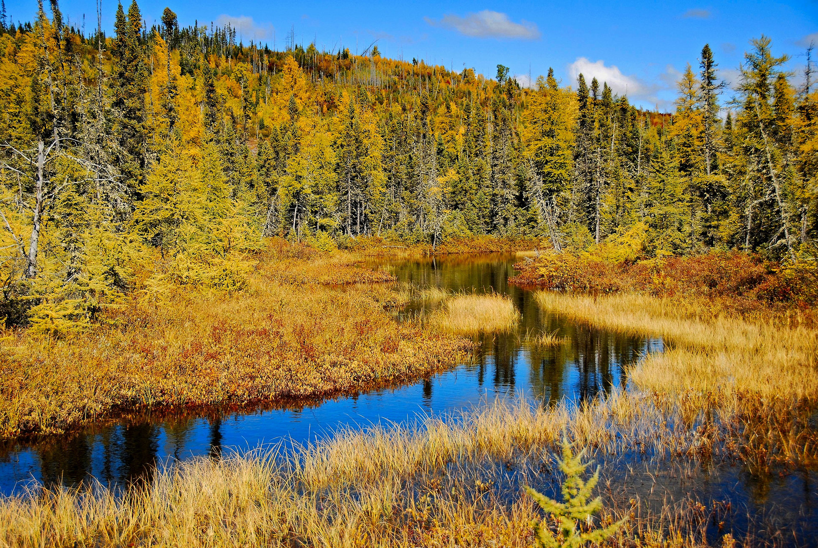 Goldener Herbst in Canada