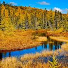 Goldener Herbst in Canada