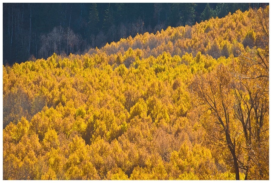 Goldener Herbst in Colorado