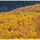 Goldener Herbst in Colorado