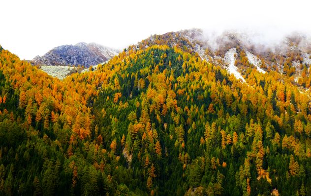 Goldener Herbst in den Zillertaler Alpen (unweit Vals)