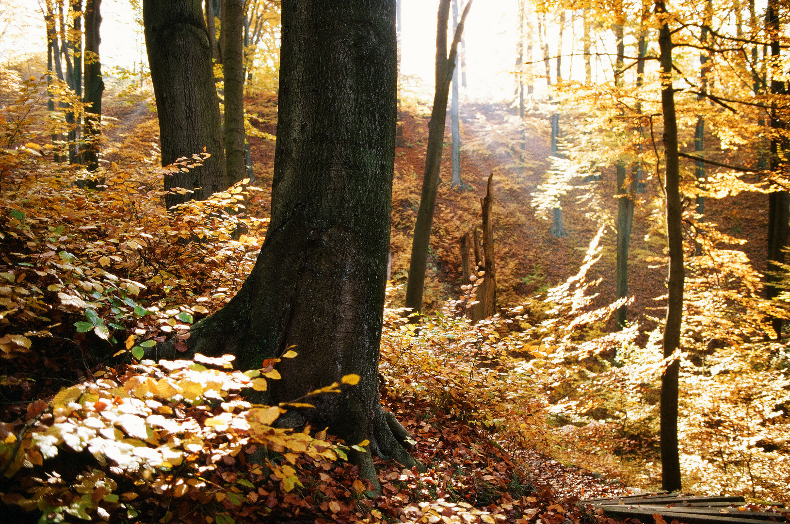 goldener Herbst in der Dresdener Heide