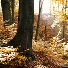 goldener Herbst in der Dresdener Heide