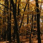goldener Herbst in der Pfalz (1)