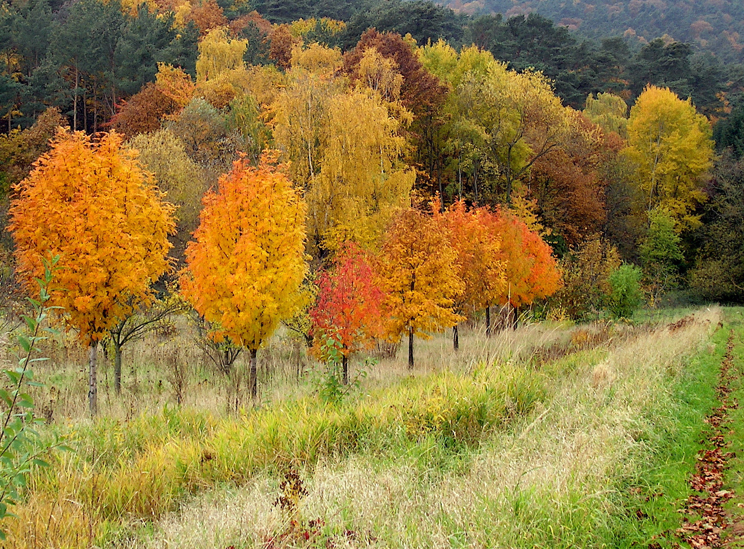 goldener Herbst in der Pfalz (3)