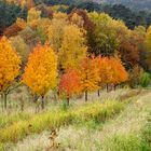 goldener Herbst in der Pfalz (3)