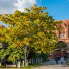 "Goldener Herbst in der Vier-Tore-Stadt Neubrandenburg 2022 "