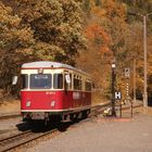 Goldener Herbst in Eisfelder Talmühle 1.