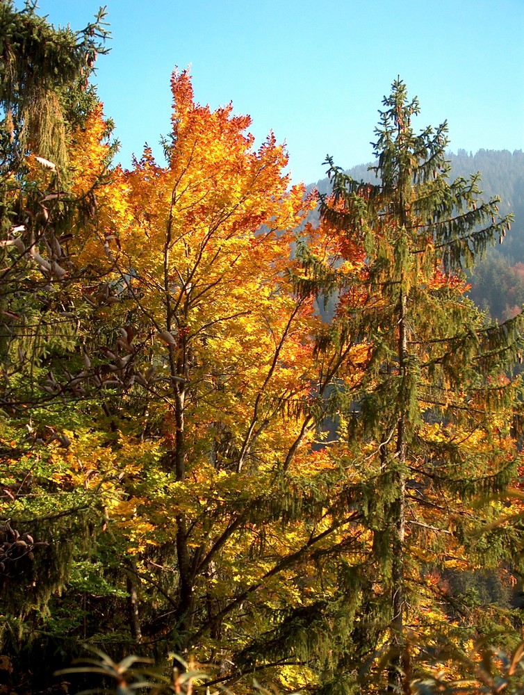 Goldener Herbst in Graubünden