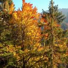Goldener Herbst in Graubünden