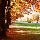 Goldener Herbst in Pillnitz