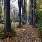 goldener Herbst in Rostock II