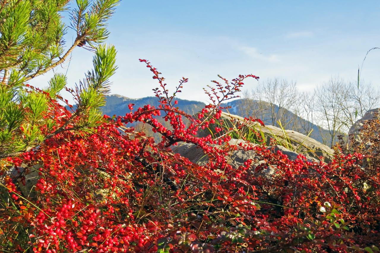 Goldener Herbst in Rot