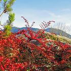 Goldener Herbst in Rot