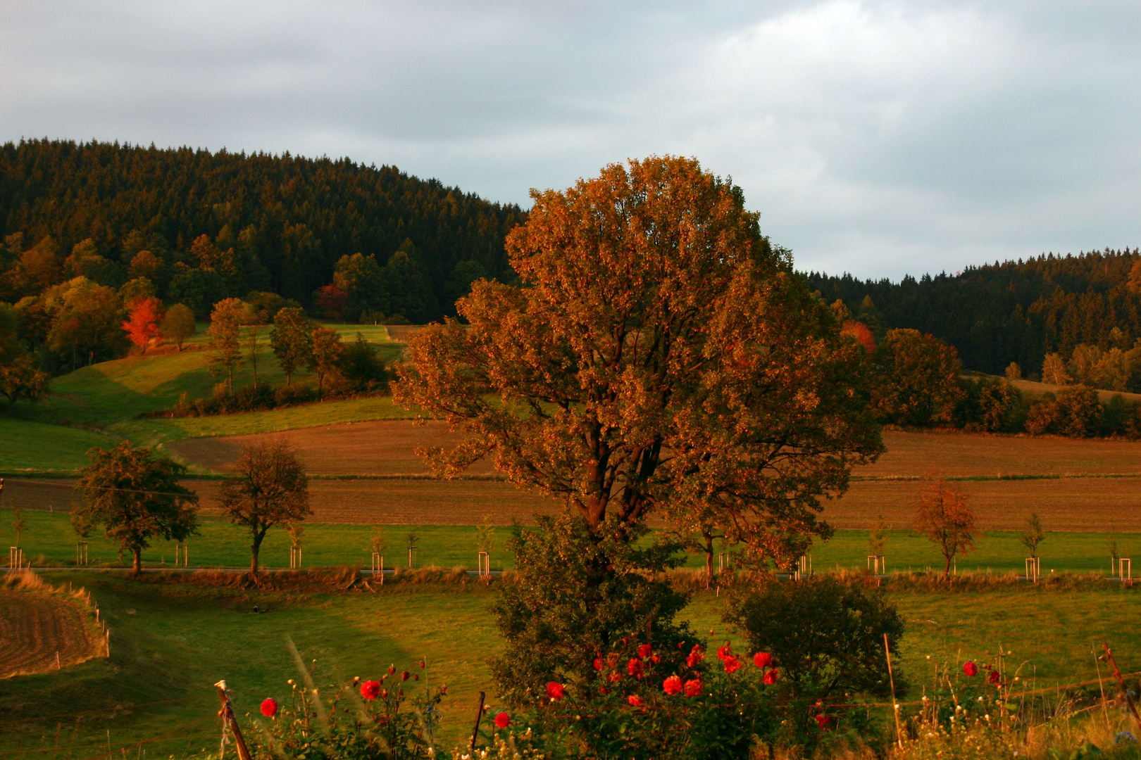 Goldener Herbst in Sachsen