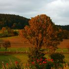 Goldener Herbst in Sachsen