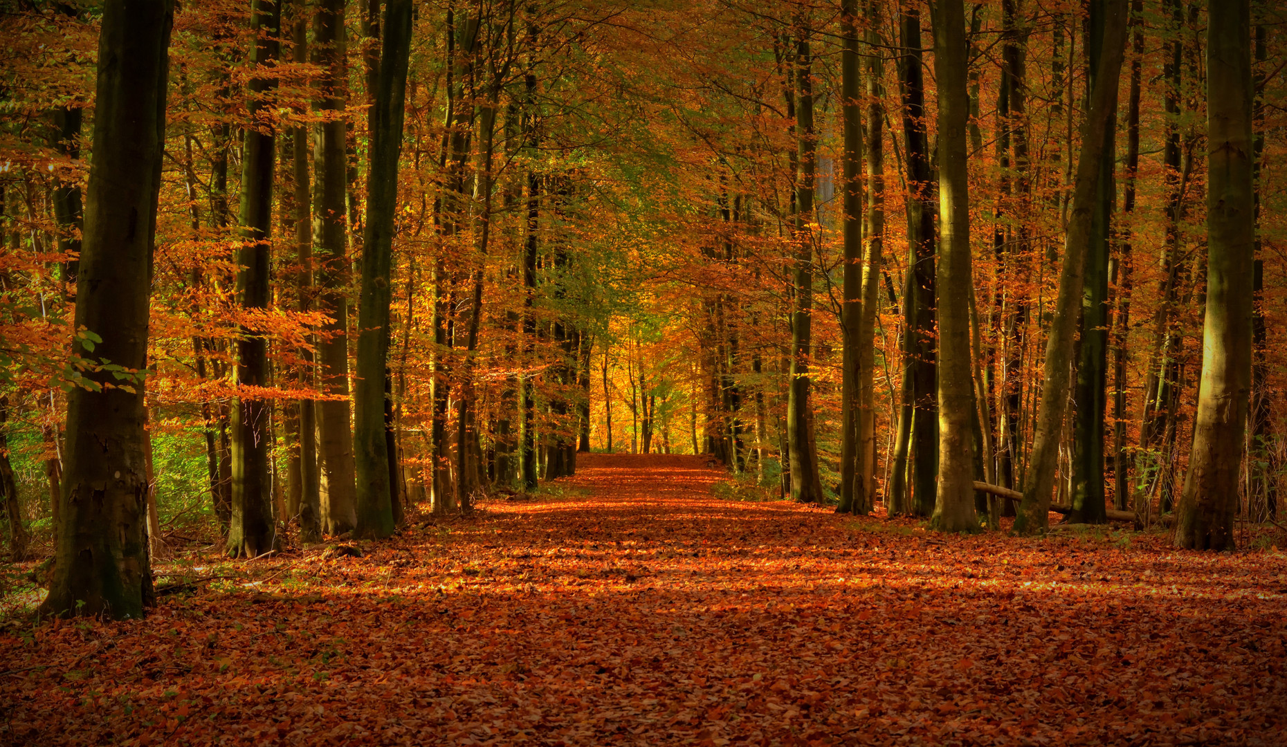 Goldener Herbst in Schleswig- Holstein