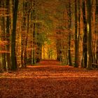 Goldener Herbst in Schleswig- Holstein