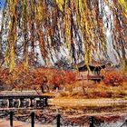 Goldener Herbst in Seoul