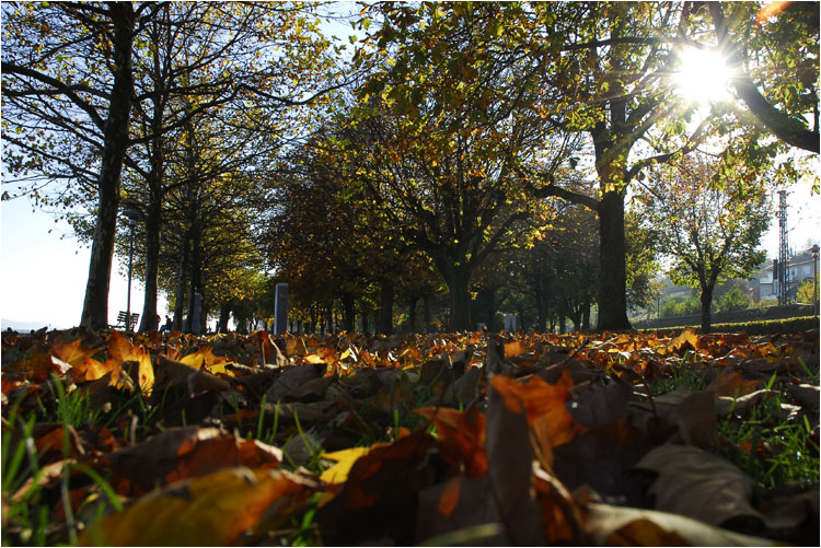 Goldener Herbst in Starnberg