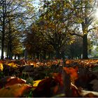 Goldener Herbst in Starnberg