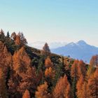 Goldener Herbst in Südtirol