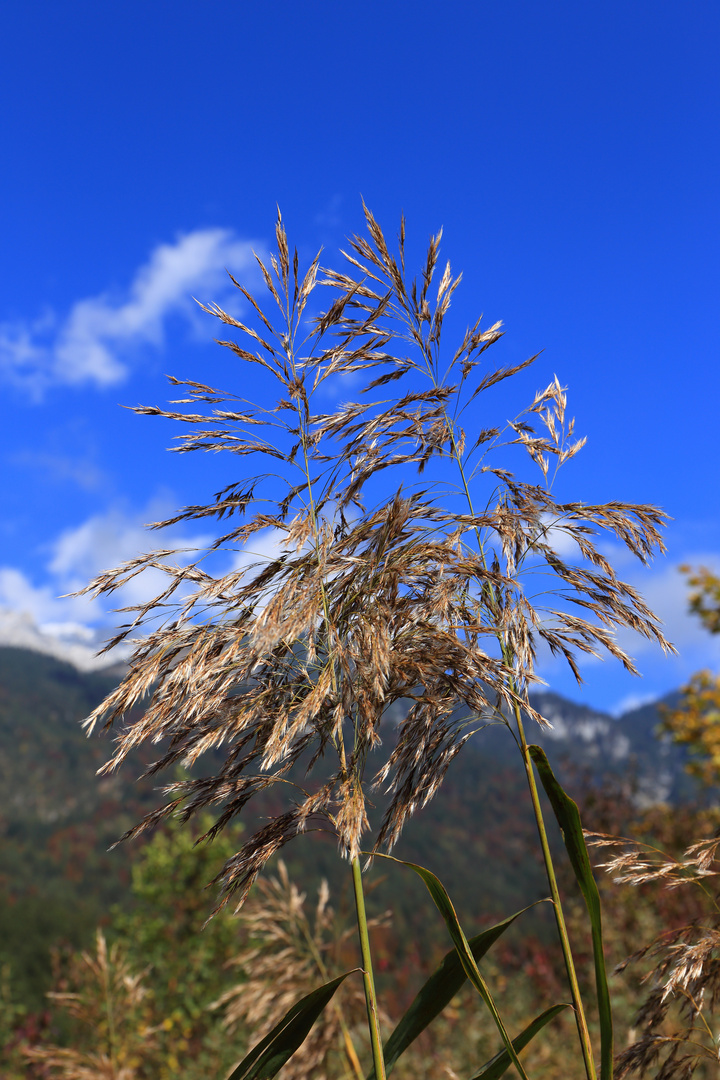 Goldener Herbst in Szene