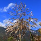 Goldener Herbst in Szene