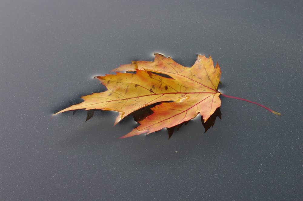 Goldener Herbst IV