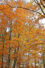 Goldener Herbst lädt zum Spazieren ein