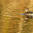 Goldener Herbst mit Krickente 