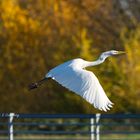 Goldener Herbst mit Silberreiher 