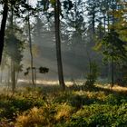 Goldener Herbst / So schön kann der Start in den Tag sein ...