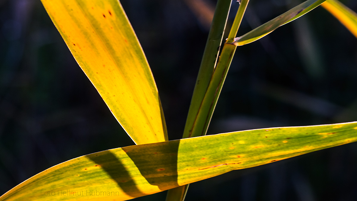 GOLDENER HERBST. UNÜBLICHES DETAIL.