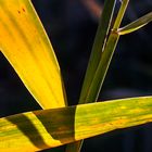 GOLDENER HERBST. UNÜBLICHES DETAIL.