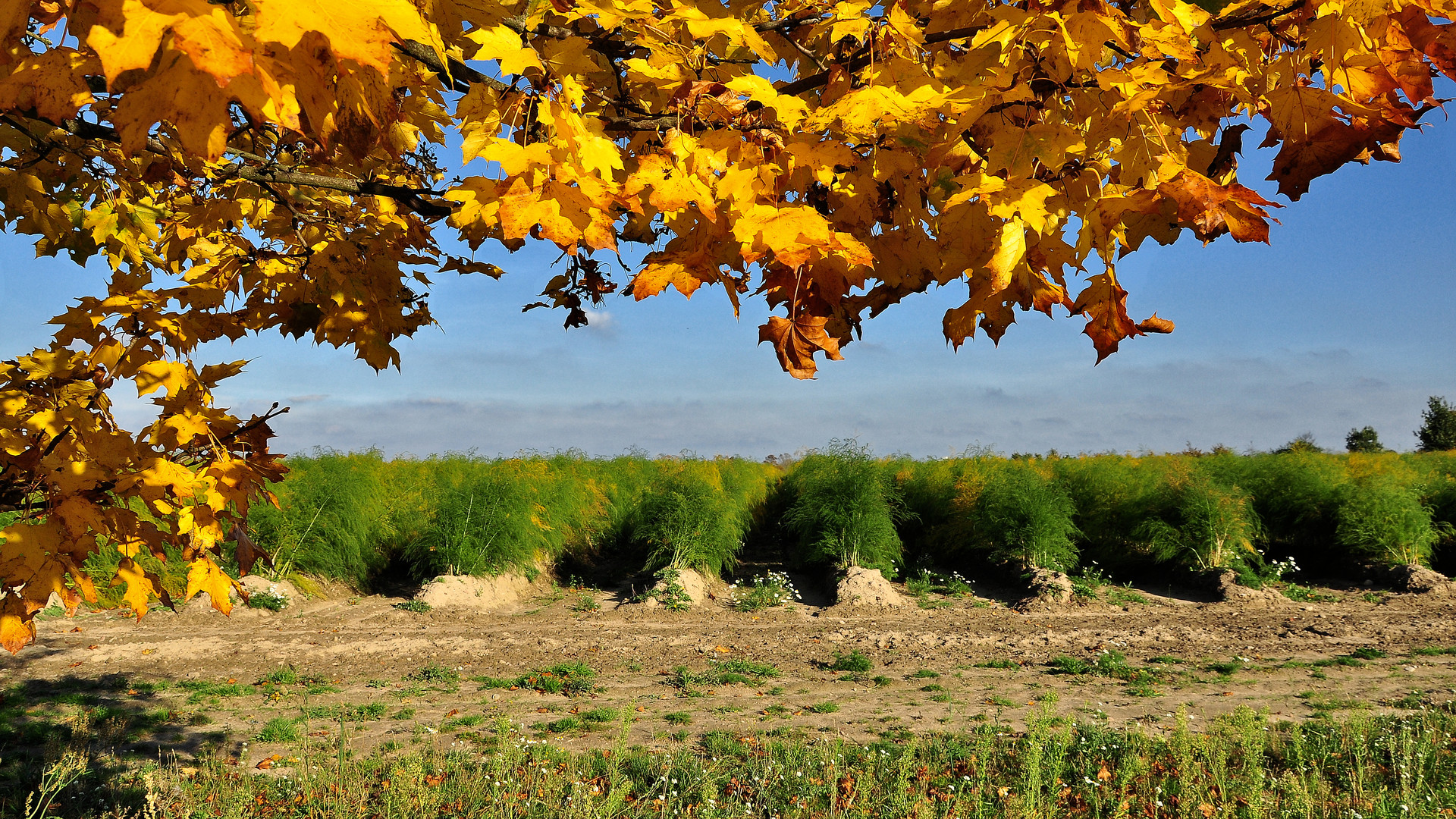 Goldener Herbst vor grünen Spargel-Kraut......