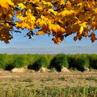 Goldener Herbst vor grünen Spargel-Kraut......