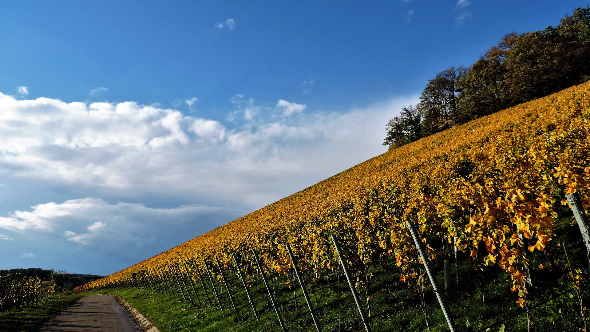 Goldener Herbst Wein