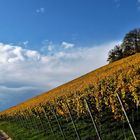 Goldener Herbst Wein