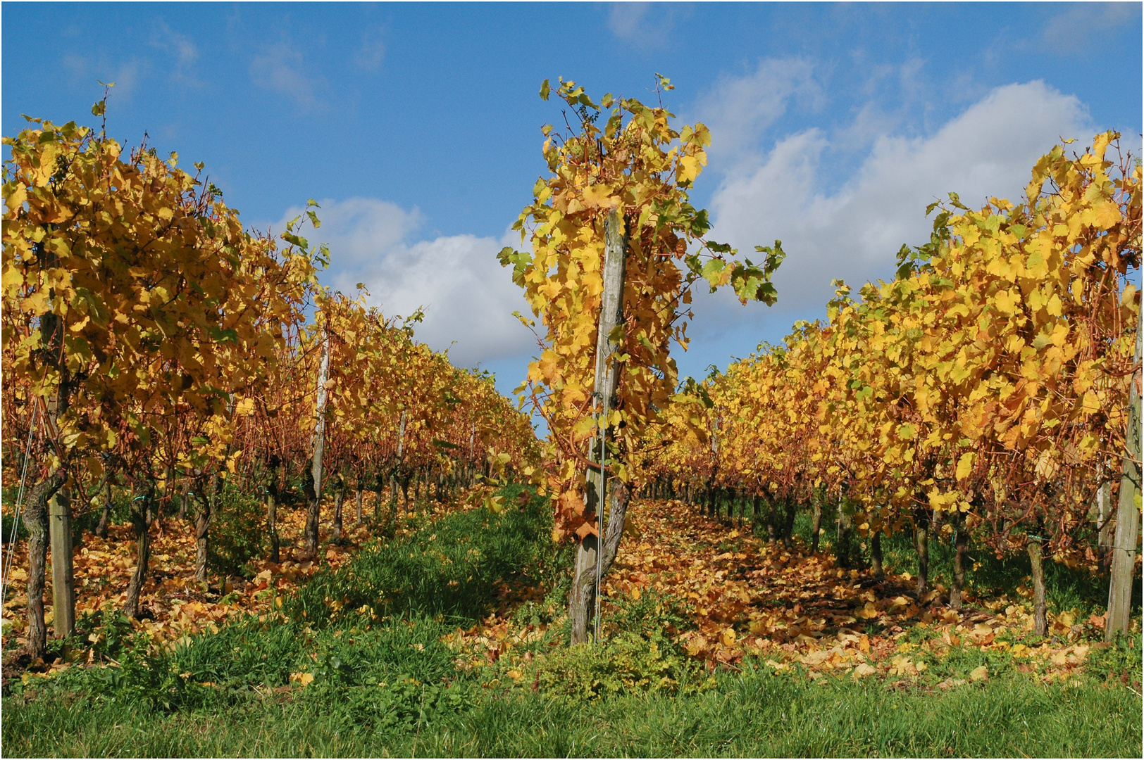 "Goldener Herbst" - Weinberg in Flörsheim, 2005