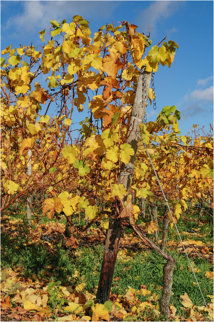 "Goldener Herbst" - Weinberg in Flörsheim, 2005