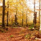 goldener Herbst_1