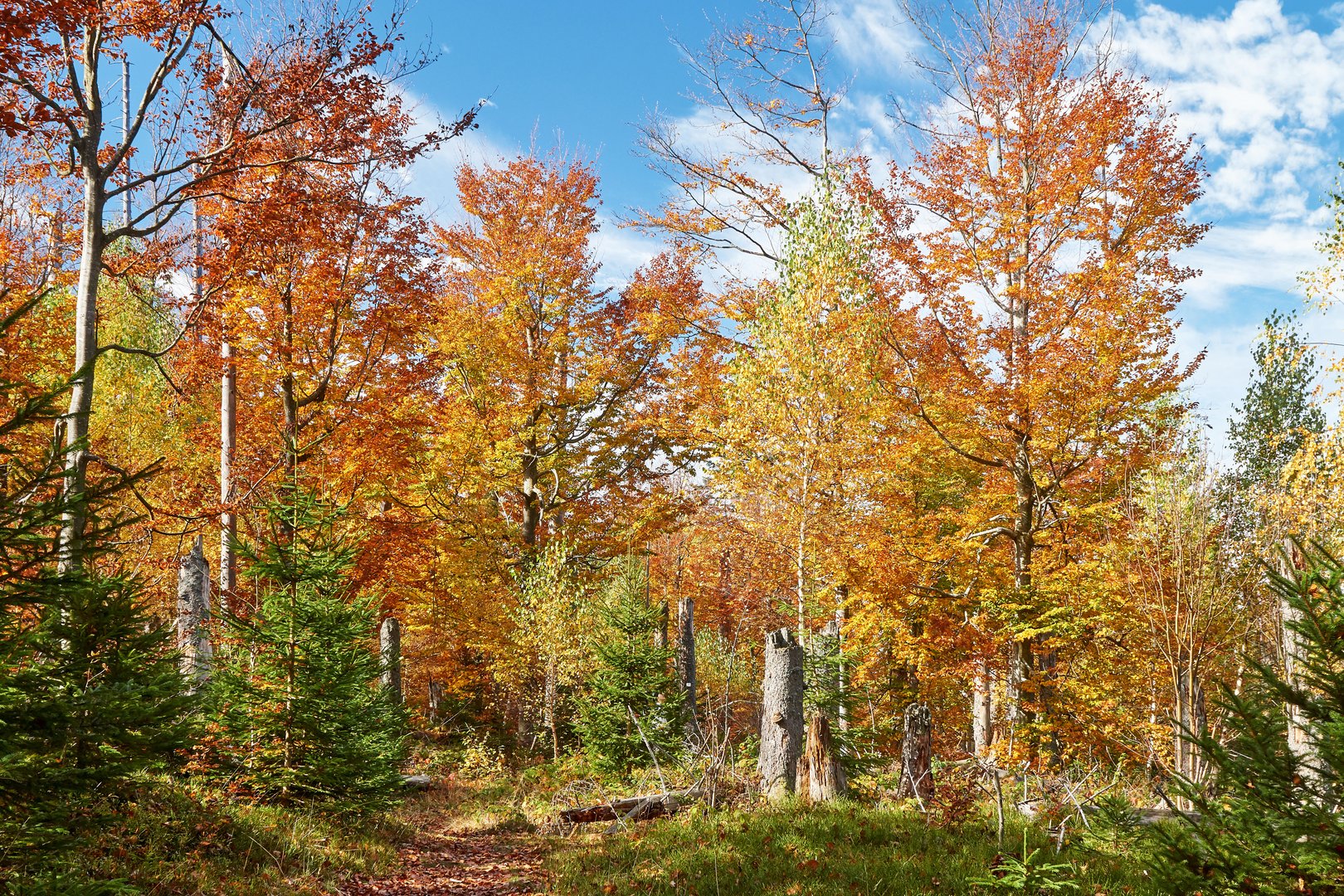 goldener Herbst_2