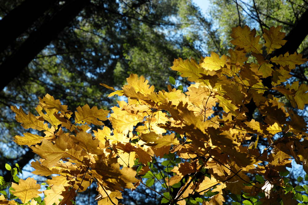 goldener Herbst2