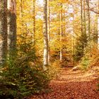 goldener Herbst_5