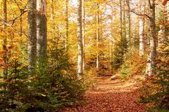 goldener Herbst_5