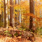 goldener Herbst_6