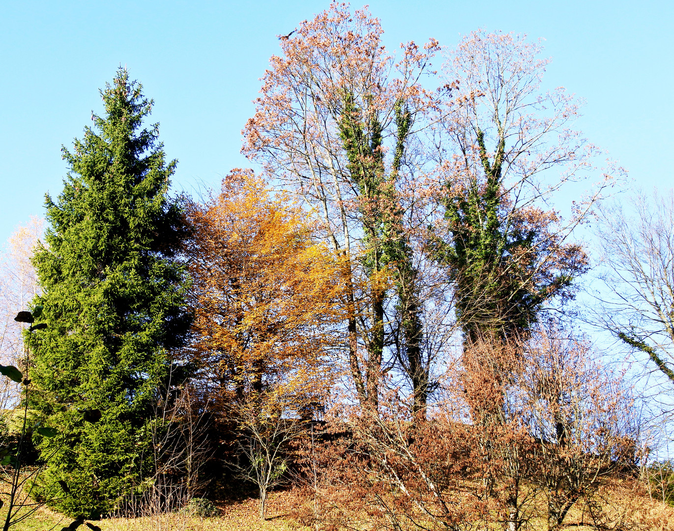 goldener Herbstag im November